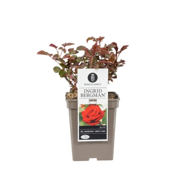 Peenraroos 'Ingrid Bergman' P23