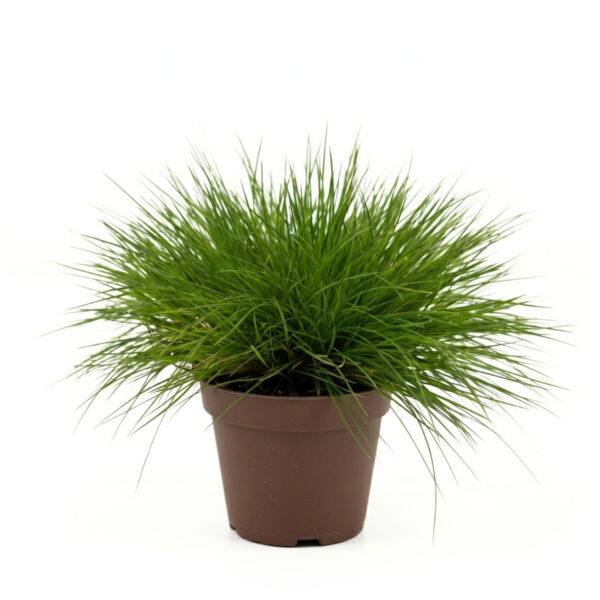 Hall aruhein 'Golden Toupee' P17