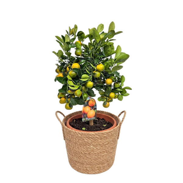 Kalamondiinipuu P26 80cm tüvel