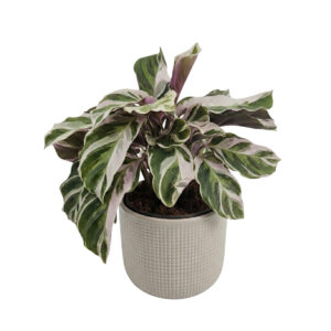 Tiigerlehik ‘Fusion White’ P10,5 20cm