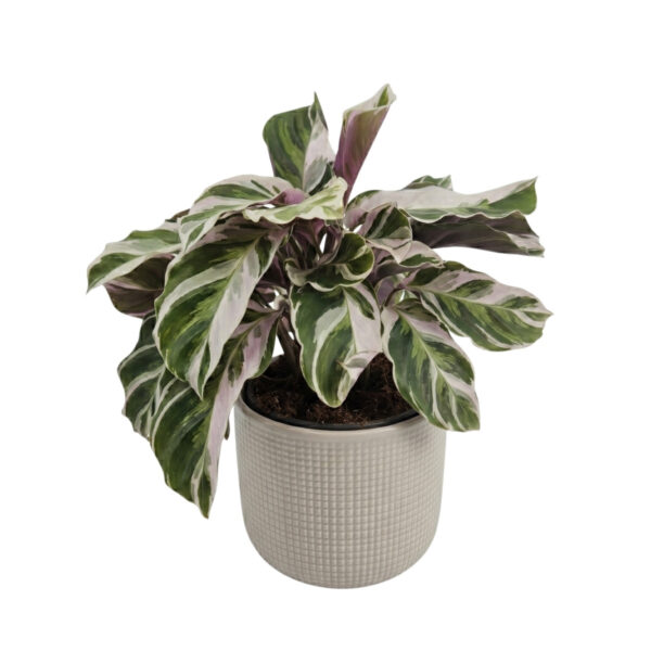 Tiigerlehik 'Fusion White' P10,5 20cm