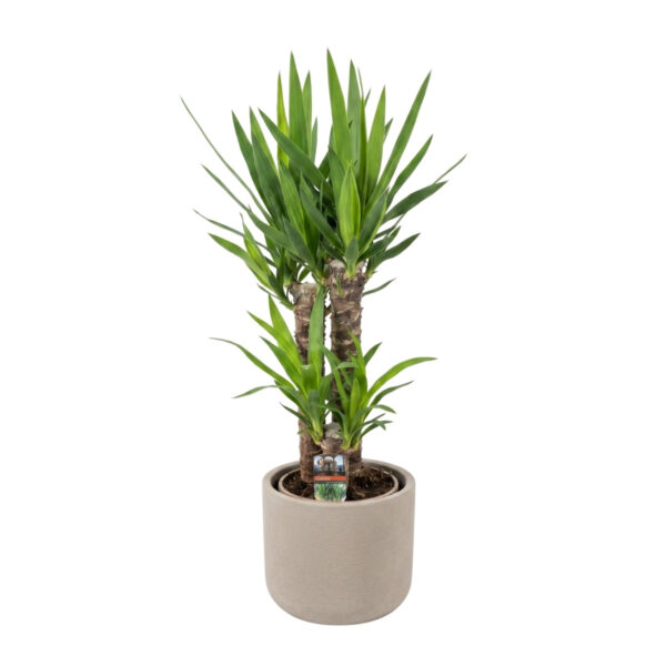 Hiigel-tääkliilia P17 40cm 3 tüve