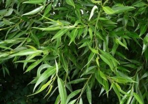 Keraremmelgas/kerapaju ‘Bullata’ P38 Eestis kasvatatud