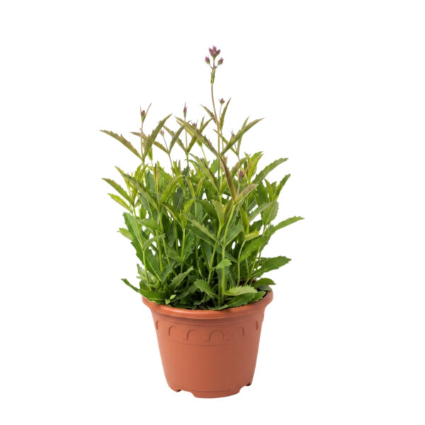 Roodne raudürt P26 40cm