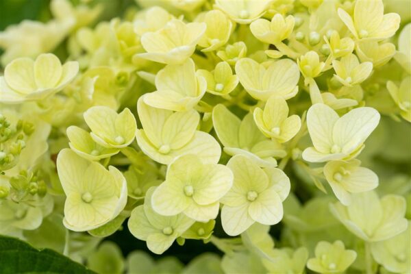 Aedhortensia 'Silver Dollar' P17 30cm