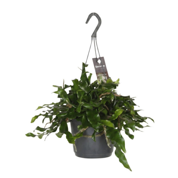 Nublujalg 'Monkeyhill' P17 25cm