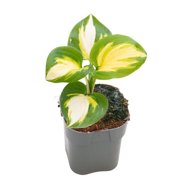 Hosta 'Heatwave' P14 Eestis kasvatatud