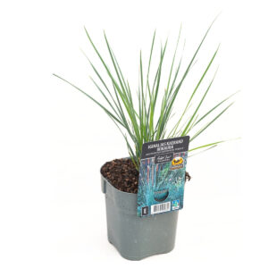 Igihaljas kaerand ‘Pendula’ P14 Eestis kasvatatud