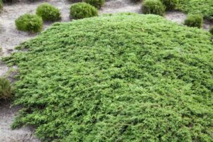 Harilik kadakas ‘Green Carpet’ P17 15-20cm
