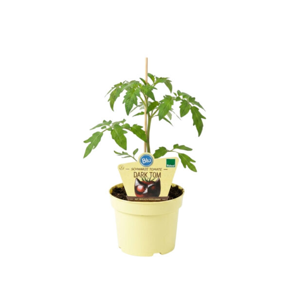Tomat 'Dark Tom' P12 20cm