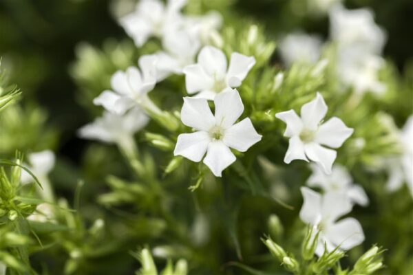Aed-leeklill 'Early White' P17
