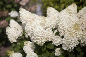 Aedhortensia ‘Silver Dollar’ P17 30cm