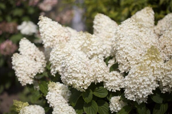Aedhortensia 'Silver Dollar' P17 30cm