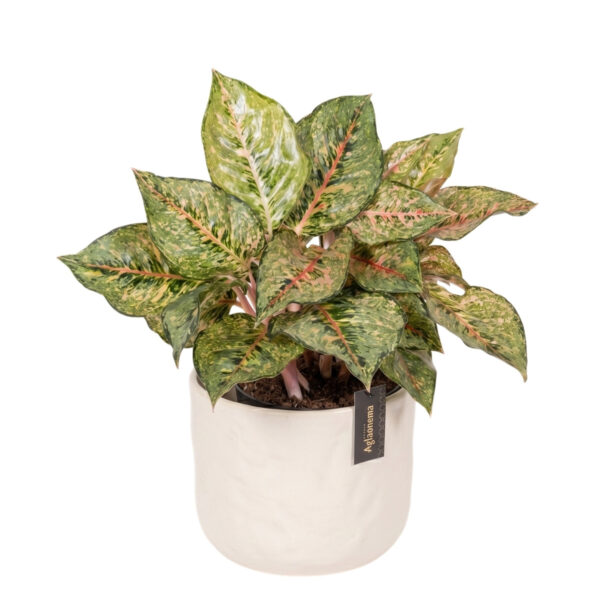 Aglaoneema 'Pistachio Pink' P19