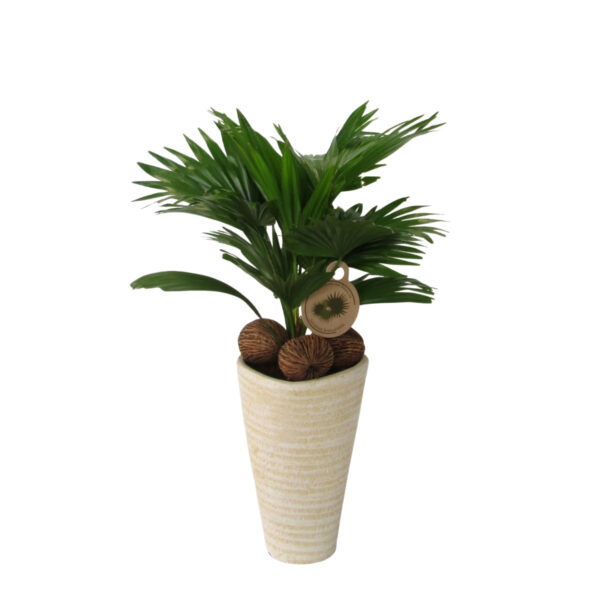 Saribuspalm P16 ümbrispotis (lehvikpalm)