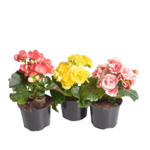 Roosbegoonia P12 Eestis kasvatatud
