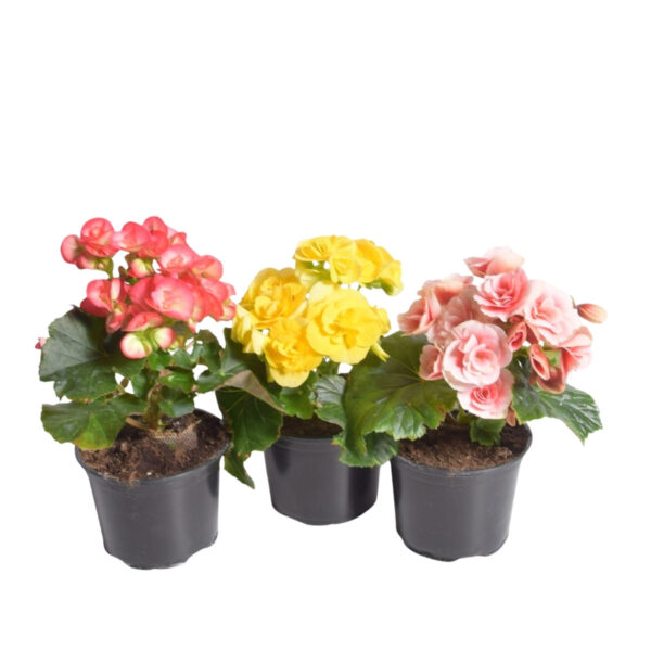 Roosbegoonia P12 Eestis kasvatatud