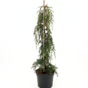 Harilik kadakas ‘Oblonga Pendula’ P30 110cm