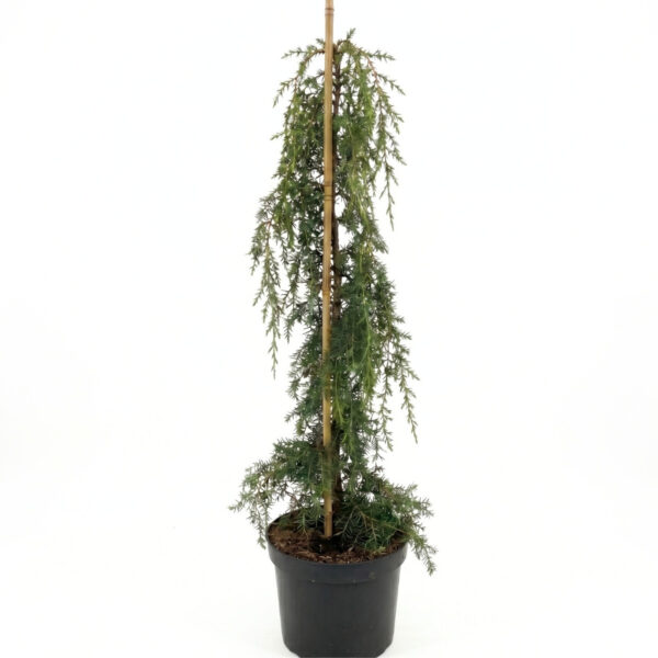 Harilik kadakas 'Oblonga Pendula' P30 110cm