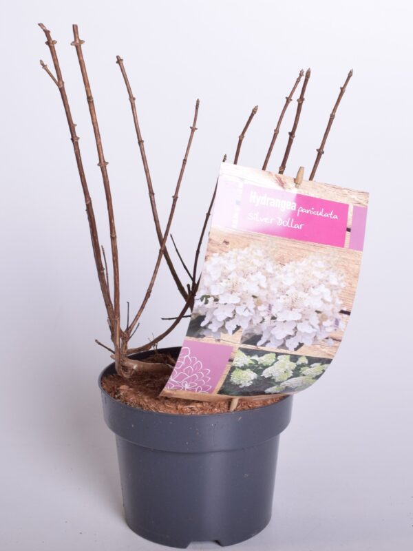 Aedhortensia 'Silver Dollar' P17 30cm