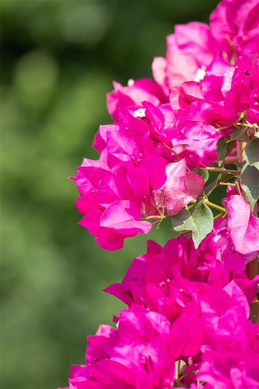 bugenvillea