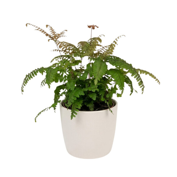 Adiantum 'Bronze Venus' P12
