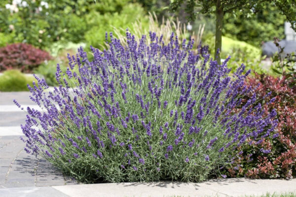 Tähklavendel 'Hidcote' P23