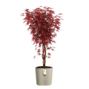 Lillepott Elho Eden Aquacare 40x38x h42cm beež
