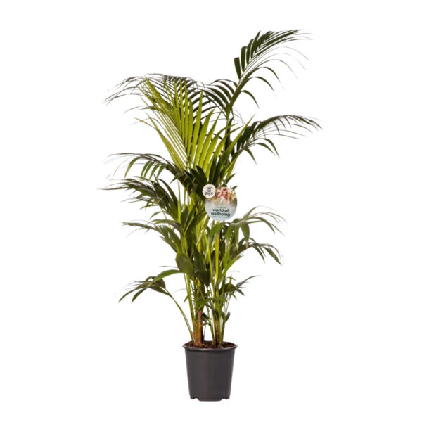 Fosteri kentiapalm P27 180cm