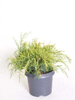 Pfitzeri kadakas ‘Gold Coast’ P13 20cm