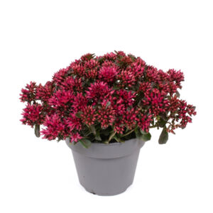 Roomav kukehari ‘Spot on deep Rose’ P12