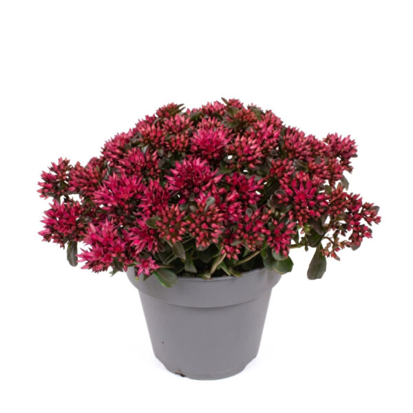 Roomav kukehari 'Spot on deep Rose' P12