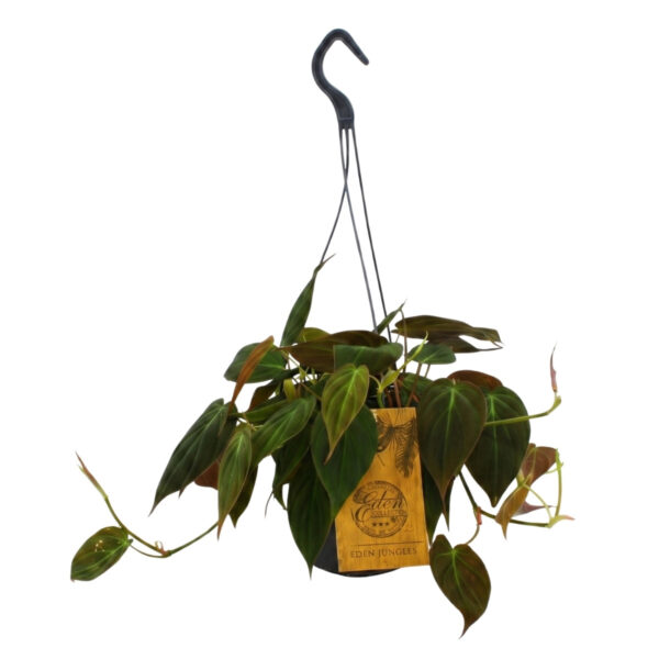 Roniv filodendron 'Micans' P15 amplis