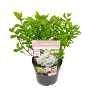 Aedhortensia Early Hydrangea® ‘Spring Kiss’ P19