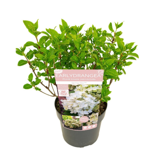 Aedhortensia Early Hydrangea® 'Spring Kiss' P19