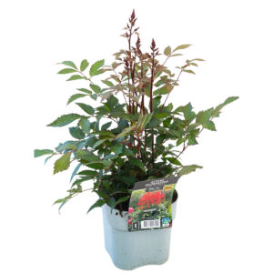 Astilbe ‘Red Drumset’® P17 Eestis kasvatatud