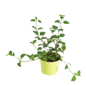 Magus lippia P12