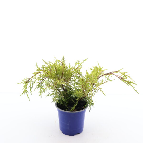 Pfitzeri kadakas 'Old Gold' P13 20cm