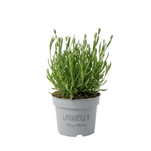 Tähklavendel ‘Essence Pure’ P12