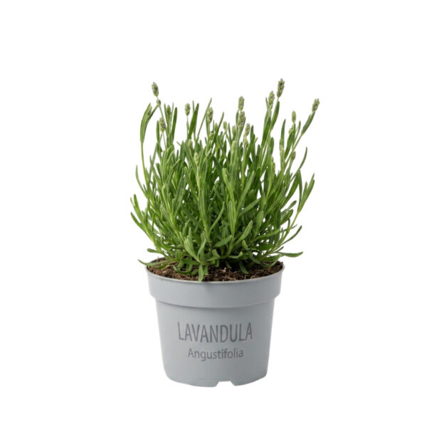 Tähklavendel 'Essence Pure' P12