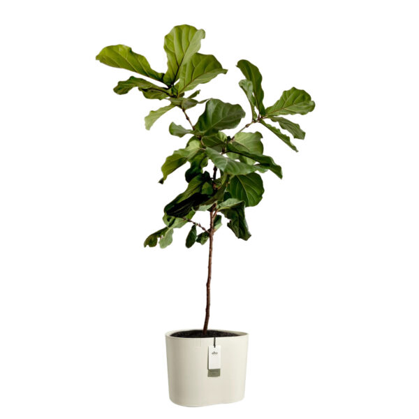 Lillepott Elho Eden Aquacare Ø40x h35cm valge