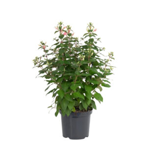 Fuksia ‘Walz Jubelteen’ P21 60cm