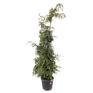 Kanada tsuuga ‘Pendula’ P87 175-200cm XXL