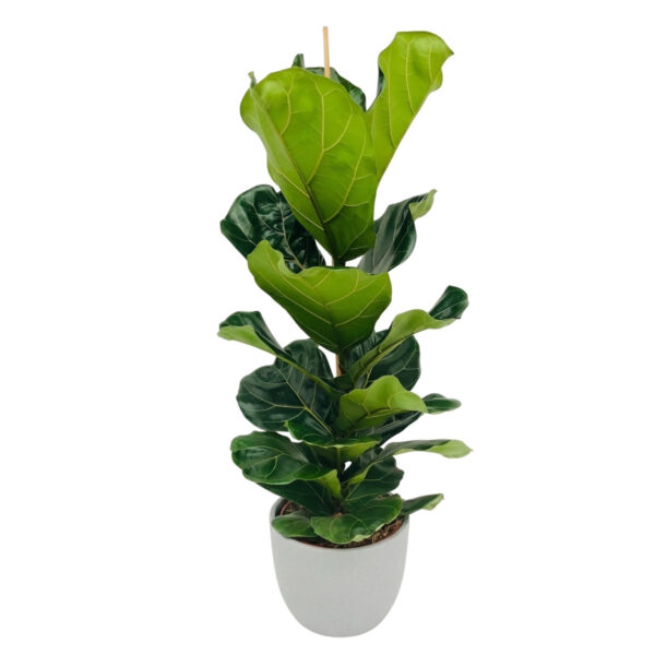 Lüüra-viigipuu P21 90-100cm