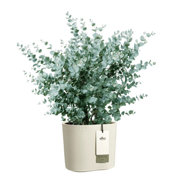 Lillepott Elho Eden 35x33x h32cm valge