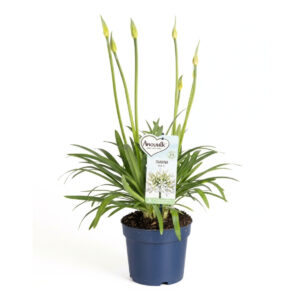 Lembeliilia ‘Amourette Superb White’ P17