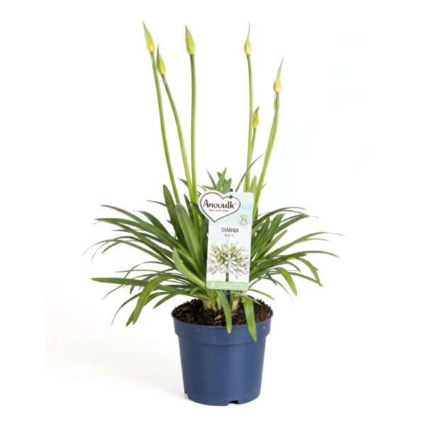 Lembeliilia 'Amourette Superb White' P17