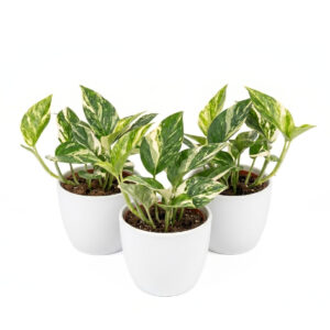 Süstlehine monstera ‘Cobra’ P12 kahevärviline