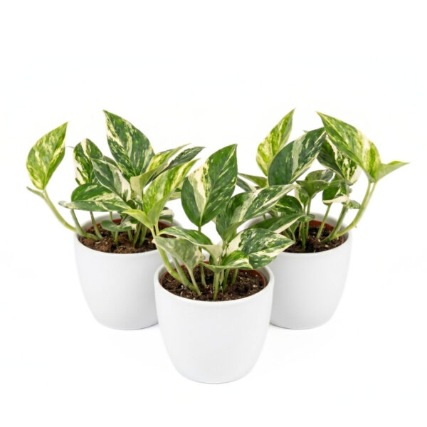 Süstlehine monstera 'Cobra' P12 kahevärviline