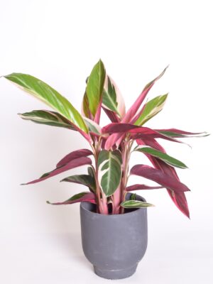 Stromante ‘Triostar’ P14 40cm